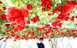 Nhật Bản: Cây cà chua 12.000 trái