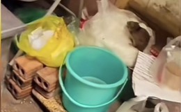 Công an xác minh quán ăn tại Hà Nội có con chuột "chễm chệ" trên túi bún