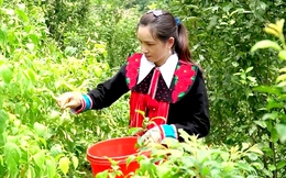 Cây ớt giúp phụ nữ dân tộc thiểu số làm chủ kinh tế