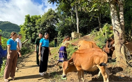 Thanh Hoá: Hỗ trợ bò giống tạo sinh kế cho phụ nữ nghèo ở biên giới 