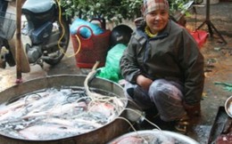 Người Hà Nội chưa hết sợ cá biển
