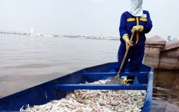 Hà Nội công bố 4 nguyên nhân khiến cá chết ở hàng loạt ao hồ