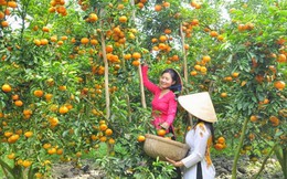 Hàng loạt dự án nông nghiệp lớn đầu tư vào Đồng Tháp