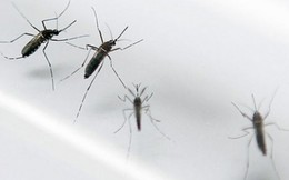 Phát hiện người nhiễm virus Zika tại Lào