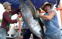 Chất lượng hải sản miền Trung chưa có lời giải