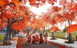 Rực rỡ hàng cây phong lá đỏ như trong phim Hàn tại Hà Nội