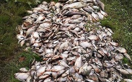 Cá chết hàng loạt quanh bãi rác Nam Sơn, Hà Nội