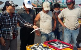 Đà Nẵng hỗ trợ 1,9 tỷ đồng cho ngư dân 