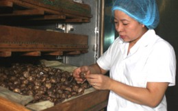 Sản xuất viên tiểu đường từ thảo dược của nữ thạc sĩ Hóa