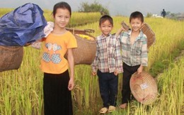 Ngất ngây giữa mùa vàng Noong Hẻo 