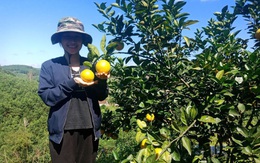 Mô hình trồng cam cho thu nhập khá, đưa thương hiệu cam Vũ Quang vươn xa 