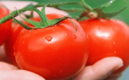 Mua cà chua, người trồng mách 4 mẹo đảm bảo quả mọng, nhiều thịt
