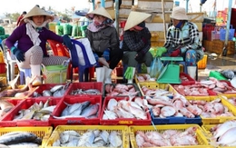 5 khu chợ hải sản sầm uất bậc nhất Đà Nẵng, con gì cũng có lại cực ngon - bổ - rẻ
