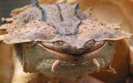 Vì sao loài rùa kỳ quặc luôn "nở nụ cười" trên môi?