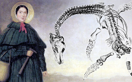Cuộc đời bi kịch của nhà khoa học nữ chuyên săn tìm hóa thạch