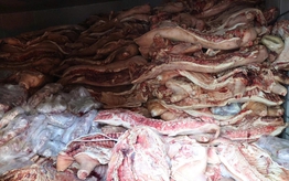 Vụ 38 tấn thịt lợn bệnh: Khi đạo đức bị bỏ quên trong kho lạnh