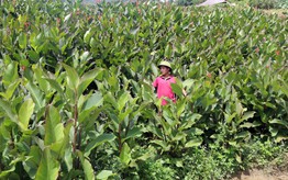 Cây dong riềng - sinh kế bền vững cho đồng bào dân tộc thiểu số 