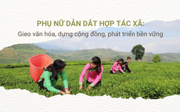 Phụ nữ dẫn dắt hợp tác xã: Gieo văn hóa, dựng cộng đồng, phát triển bền vững