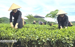 Nâng tầm nông sản vùng dân tộc thiểu số và miền núi thành thương hiệu quốc gia