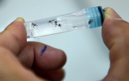 Vaccine đơn liều đầu tiên trên thế giới phòng bệnh sốt xuất huyết