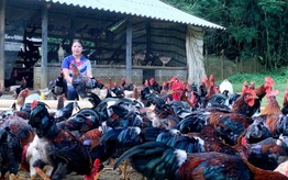 Hỗ trợ sinh kế phù hợp giúp giảm nghèo bền vững