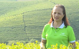 Chè La Bằng: Gieo thương hiệu, gặt sinh kế bền vững