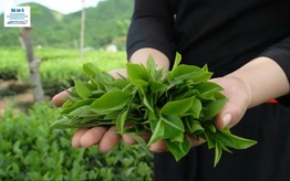Trải nghiệm: Làm trà móc câu giữa Thủ đô gió ngàn