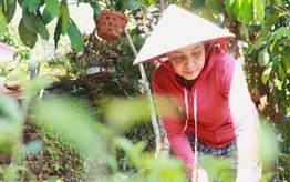 "Dân vận khéo" ở Thạnh Bình: Khi phụ nữ gìn giữ nếp nhà, mở lối sinh kế