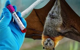 Nguy cơ bùng phát dịch Nipah tại TPHCM hiện không cao