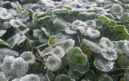 Nhiệt độ xuống dưới 0°C, băng giá xuất hiện tại miền Tây Nghệ An