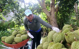 Đến hết năm 2026 sẽ triển khai thí điểm Hệ thống truy xuất nguồn gốc nông sản