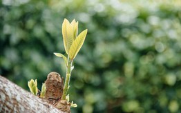 Biết ơn những dang dở để trưởng thành