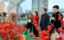 Người tiêu dùng Thủ đô tò mò với đào đông đỏ nhập khẩu giá bạc triệu trưng Tết