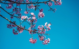 Podcast: Một lời đã hứa