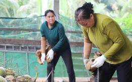 Nhọc nhằn nghề lột vỏ dừa của phụ nữ Vĩnh Long