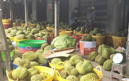 Đồng Tháp: Giá sầu riêng giảm mạnh, nhà vườn và thương lái gặp khó