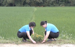 Mô hình "Ruộng lúa - Bờ hoa" chào mừng Đại hội Phụ nữ toàn quốc lần thứ XIV