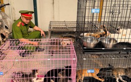 Hà Nội triệt phá ổ nhóm trộm mèo quy mô lớn, tiêu thụ hơn 300 con