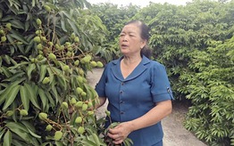 Hải Phòng: Vải sớm tại xã Hà Đông chuẩn bị bước vào thu hoạch