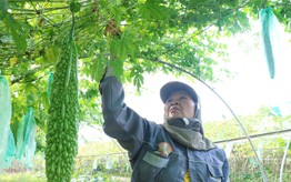 Phụ nữ Túy Loan giữ nhịp sống xanh cho làng rau sạch