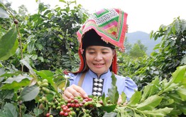 Khát vọng làm giàu từ kinh tế tập thể của phụ nữ vùng cao Sơn La