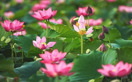 Hoa sen trong đời sống người Việt