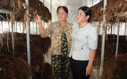 Làm giàu từ trồng nấm rơm