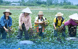 Về Lấp Vò khám phá điểm sáng mới của du lịch cộng đồng