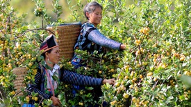 Quả ngọt sau năm tháng