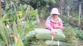 "Thủ phủ" lá dong miền Bắc nhộn nhịp vào vụ Tết