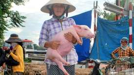 Độc đáo chợ "phụ nữ bồng heo" ở xứ Quảng
