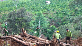 Xử lý tình trạng phá rừng, lấn chiếm đất rừng