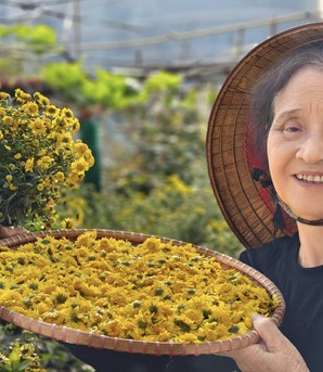 Tự làm trà hoa cúc "biếu cả họ" từ vườn trên sân thượng