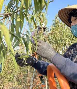 Làng đào Nhật Tân nhộn nhịp chuẩn bị vụ Tết Nguyên đán 2026